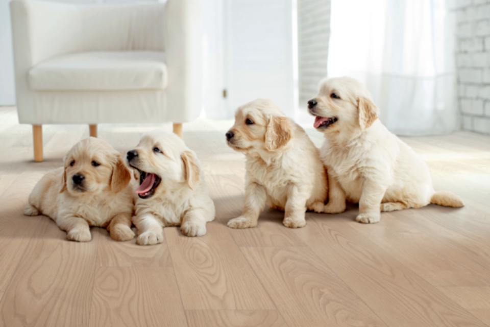 Golden Retriever Puppies on Hardwood Floors